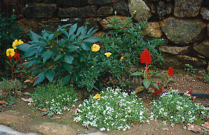 flowers grown in perlite